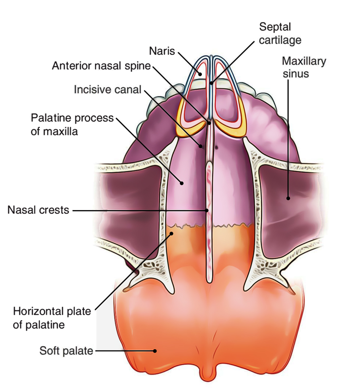 Nasal Cavity: Floor
