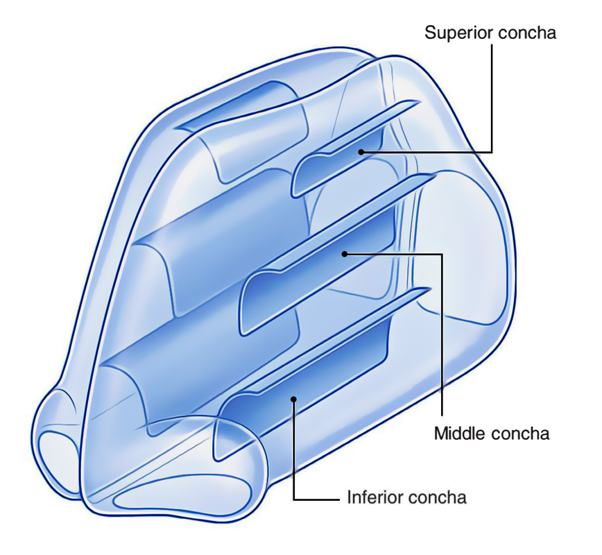 Nasal Cavity: Regions of Lateral Wall