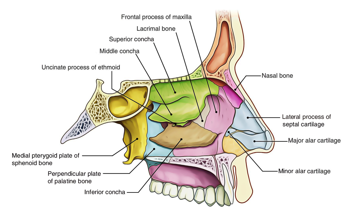 Nasal Cavity: Lateral Wall