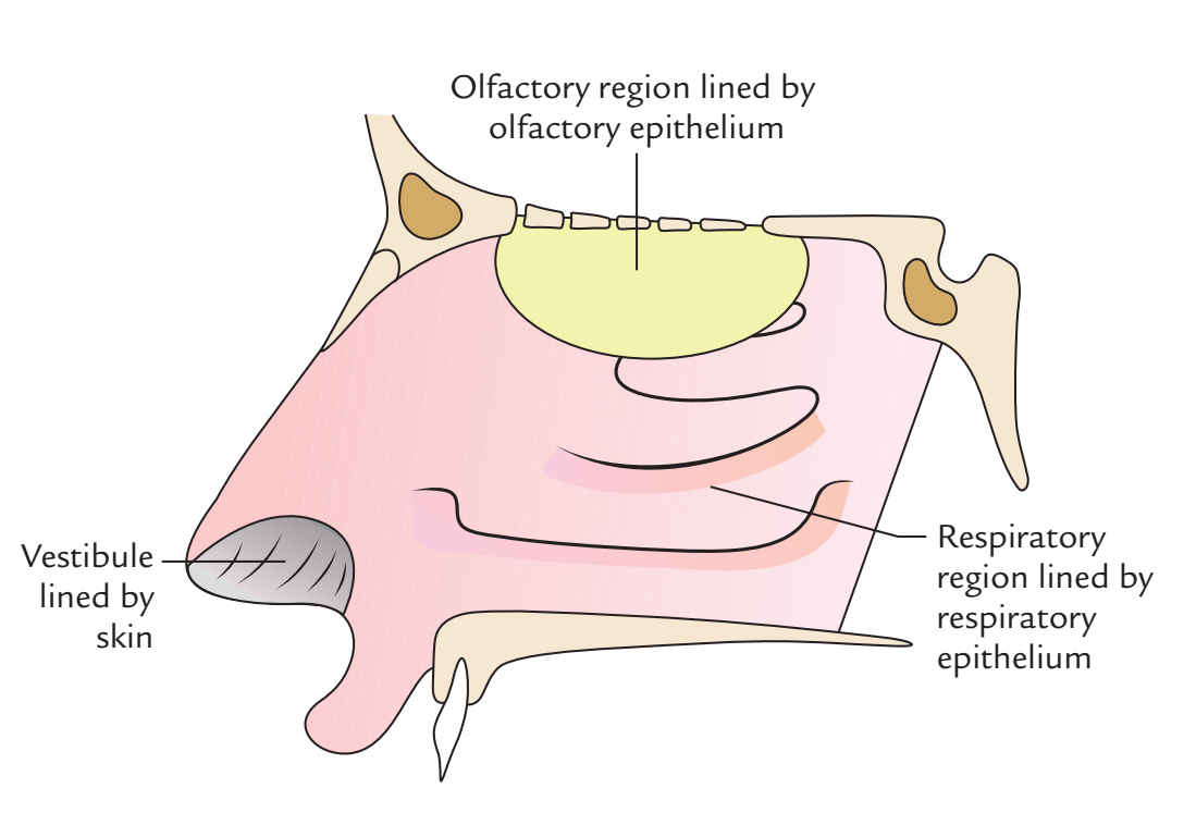 Nasal Cavity: Lining