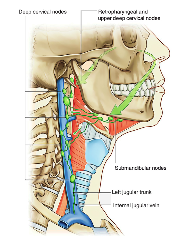 Nasal cavity: Lymphatic Drainage of Nasal Cavity