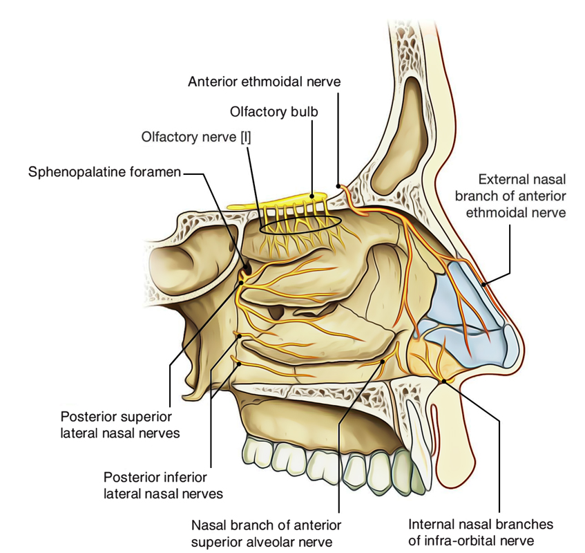 Nasal Cavity: Nerve Supply of Lateral Wall