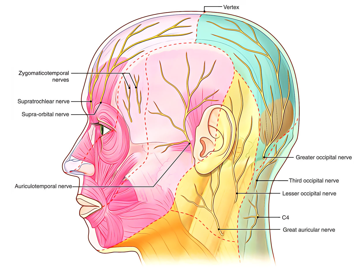 Nerve Supply of Scalp 