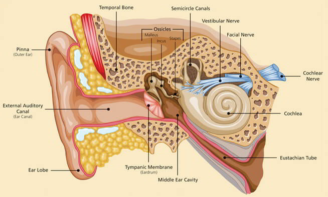 Ear Nose And Throat Earths Lab