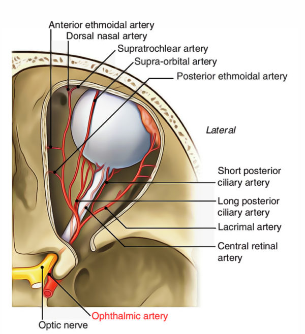 Ophthalmic Artery Earth's Lab