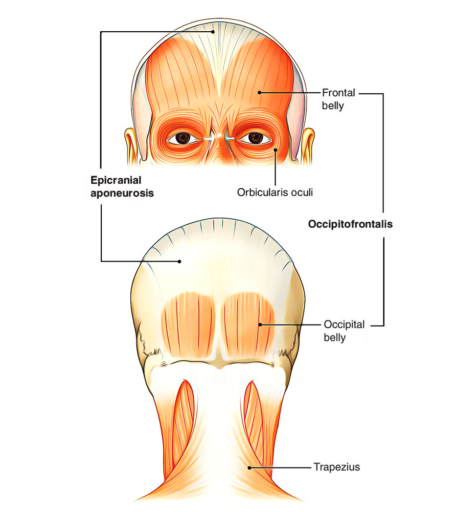 Motor Supply of Scalp 