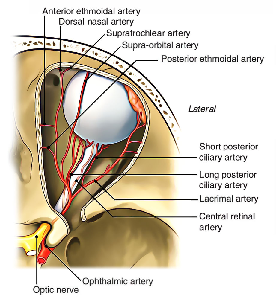 Eye - Opthalmic Artery