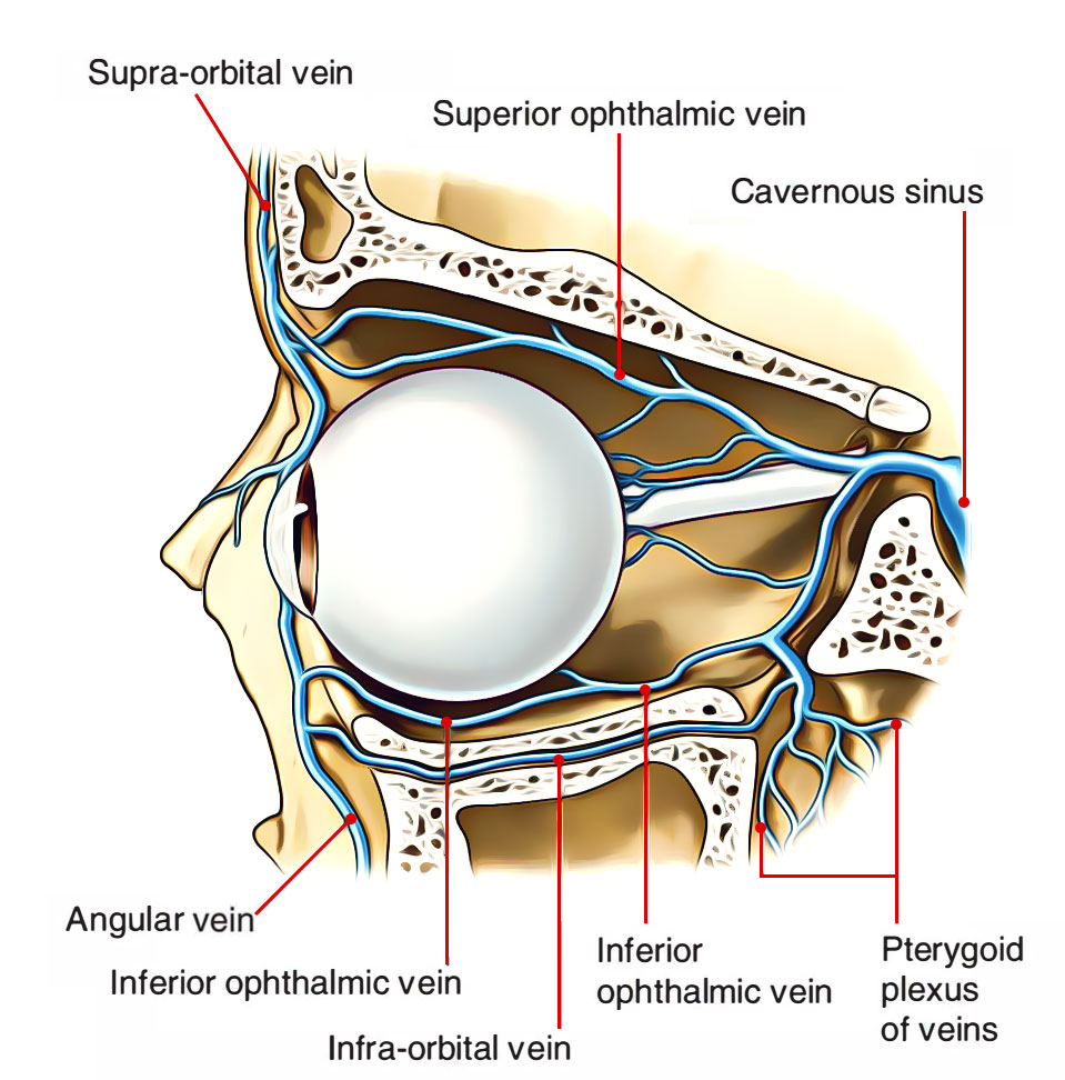 Eye - Opthalmic Veins