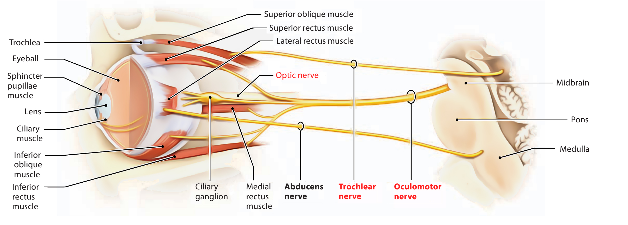 Oculomotor Nerve