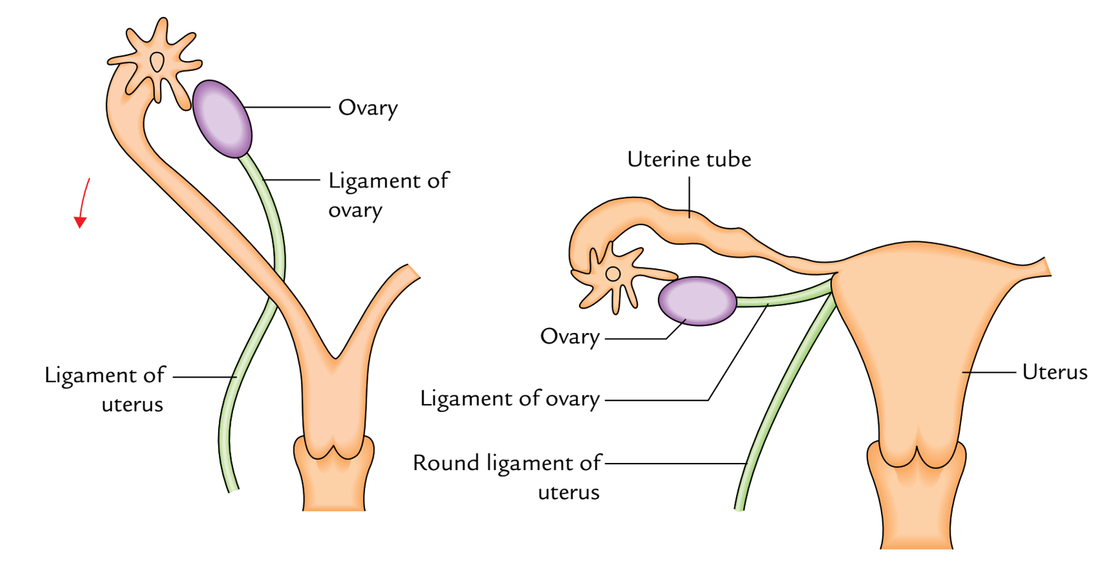 Ovaries: Development