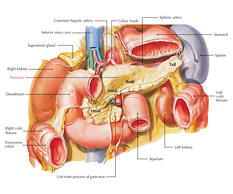 Pancreatic Anatomy Diagram Pancreatic Anatomy Diagram