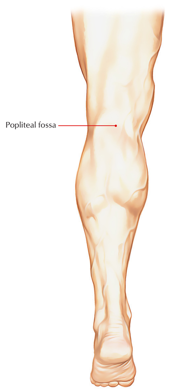 Popliteal Fossa