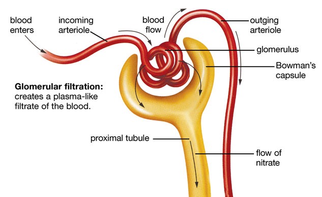urine-formation-components-glomerular-filtration-tubular