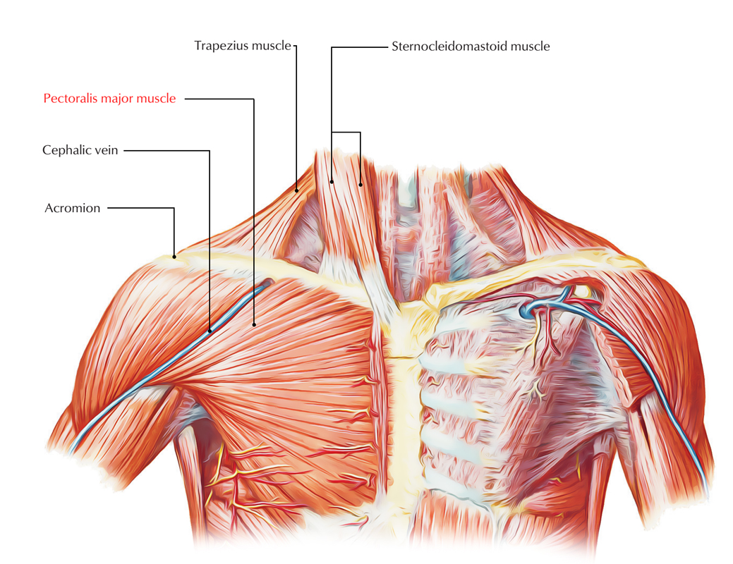 Pectoral Region Muscles Anatomy – Earth's Lab