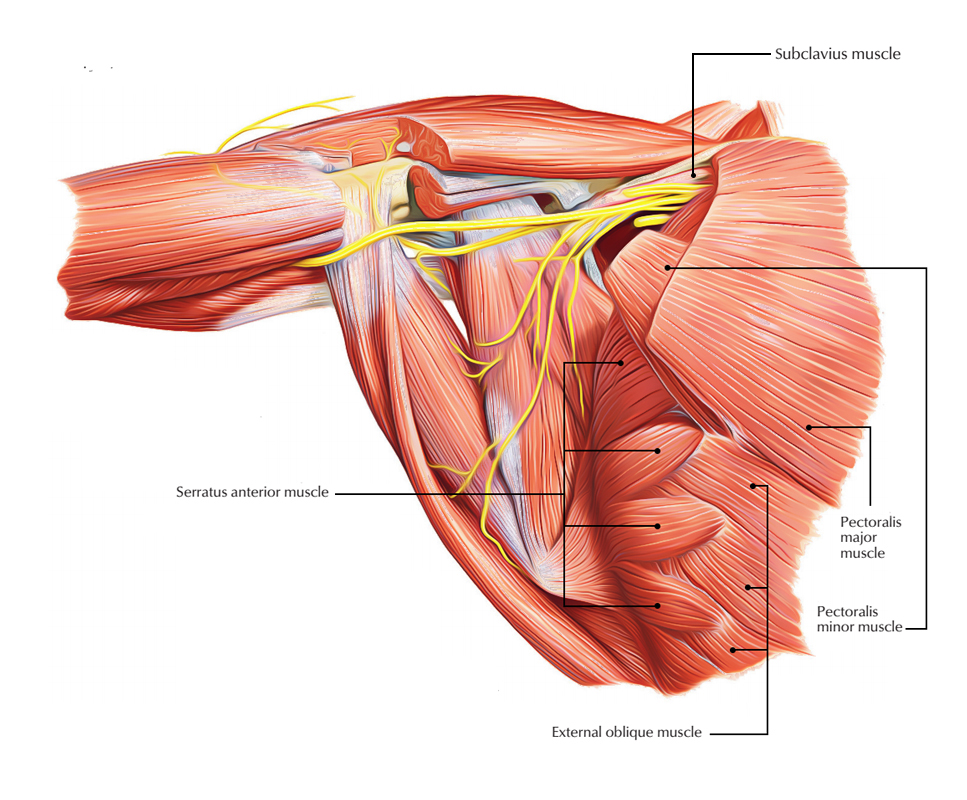 Muscles of the Pectoral Region