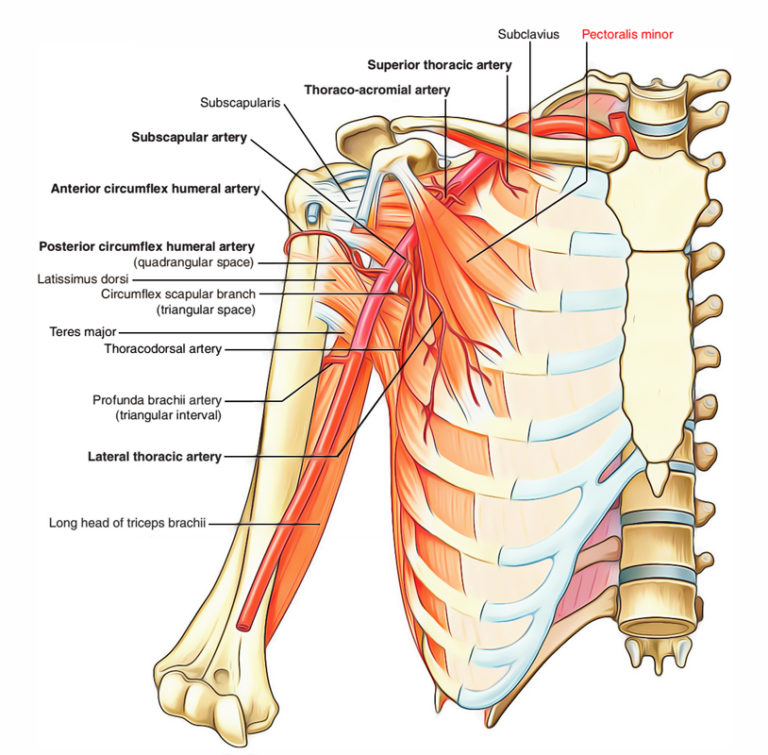 Pectoral Region Muscles Anatomy Earth's Lab