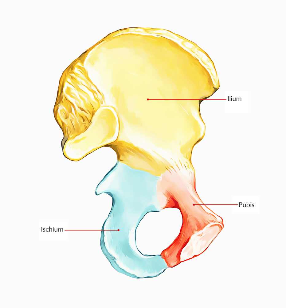 Ilium: Morphological Division