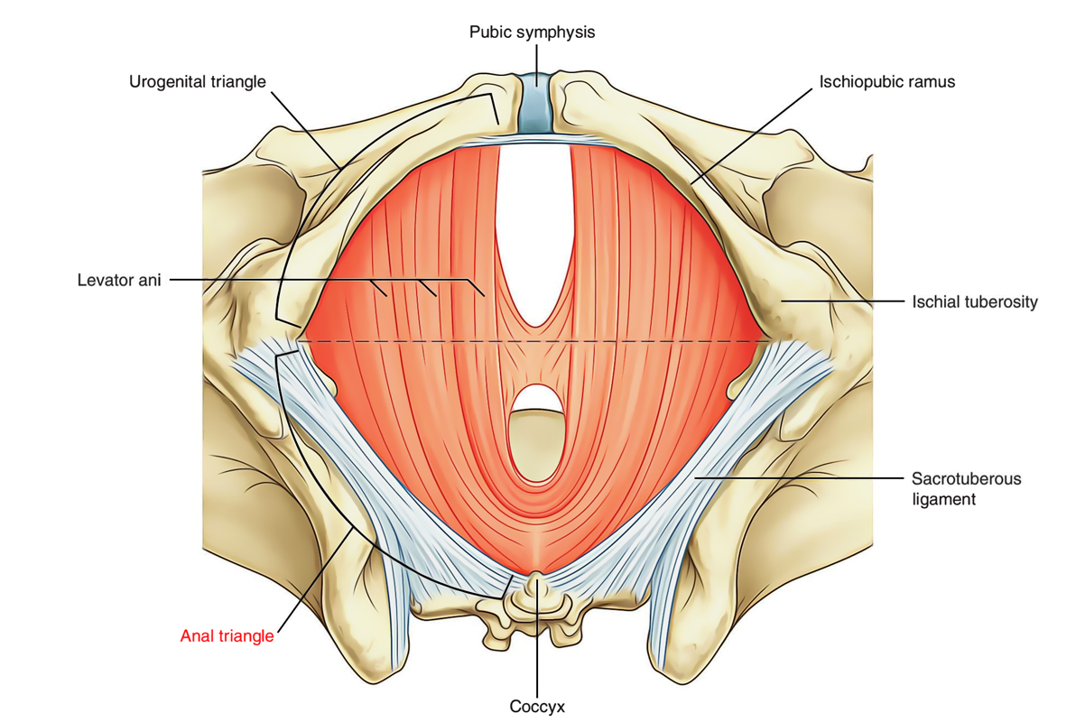 Perineum: Anal Triangle