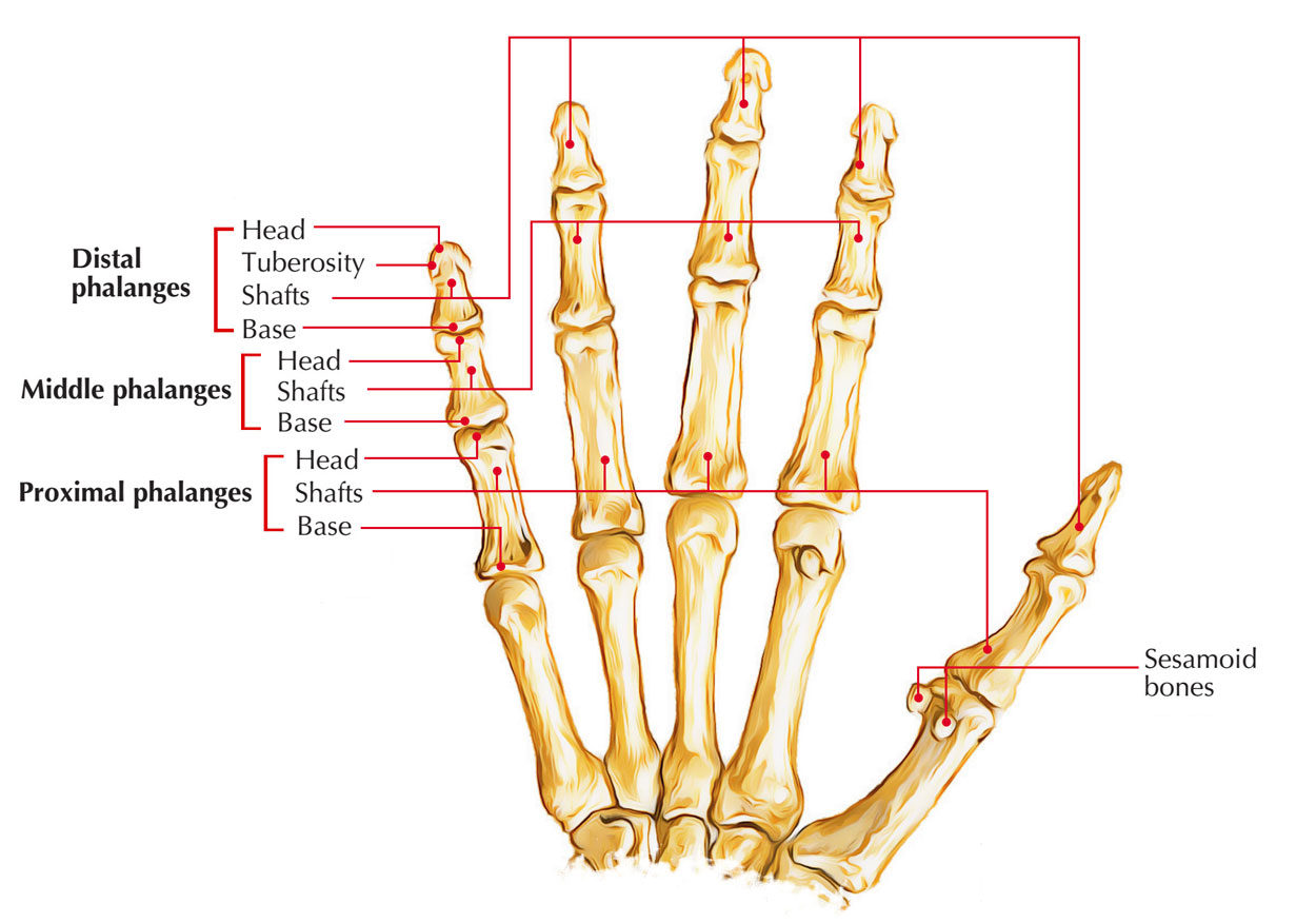 Phalanges