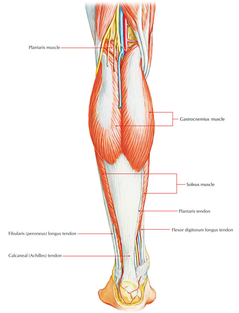 Posterior Compartment of the Leg