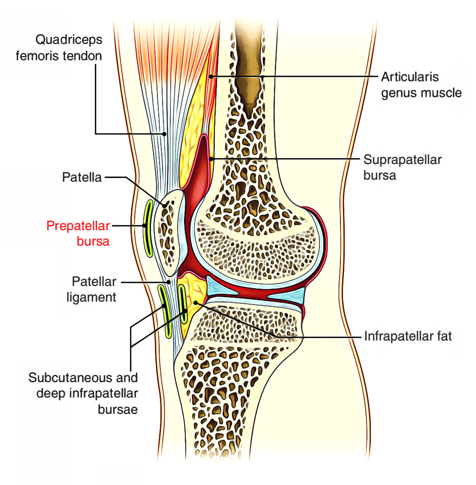 Prepatellar Bursa