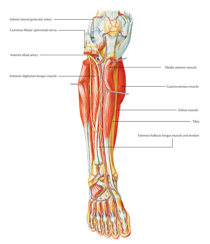 Anterior Tibial Artery - Relations