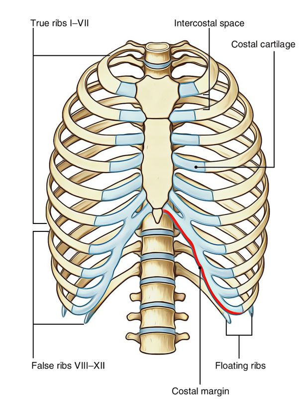 Ribs Surface Anatomy - Human Anatomy