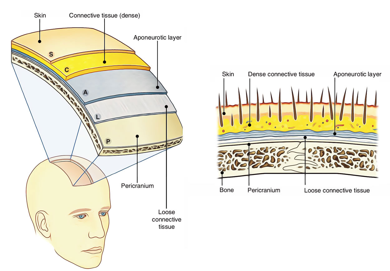 Skin of Scalp