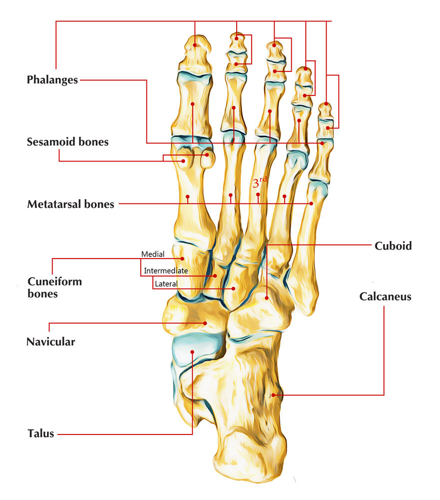 Sesamoid Bones