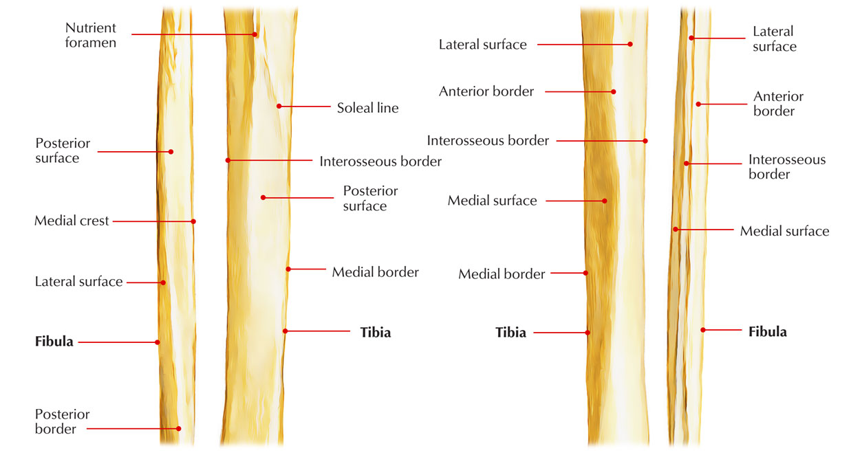 Shaft of Fibula