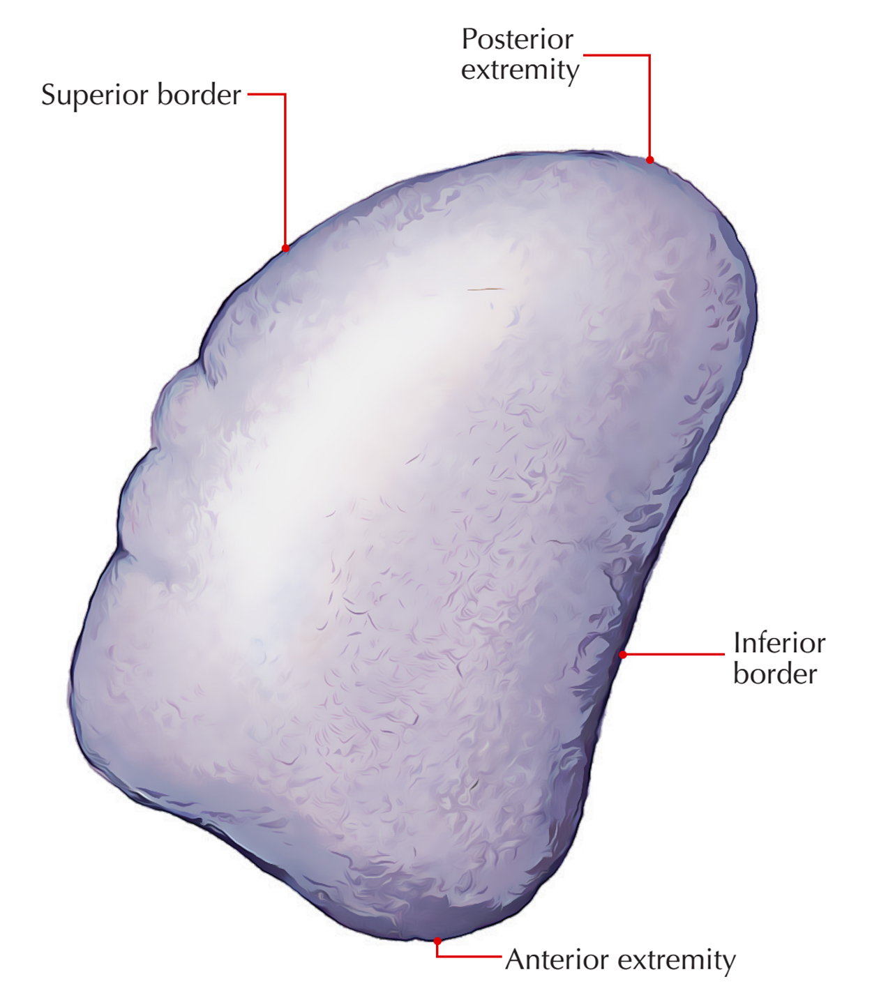 Digestive System: Spleen