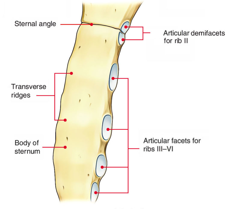 Sternum (Breast Bone) Anatomy Earth's Lab