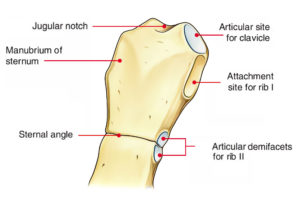 Sternum (Breast Bone) Anatomy – Earth's Lab