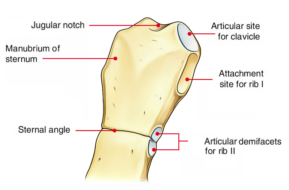 Sternum - Manubrium