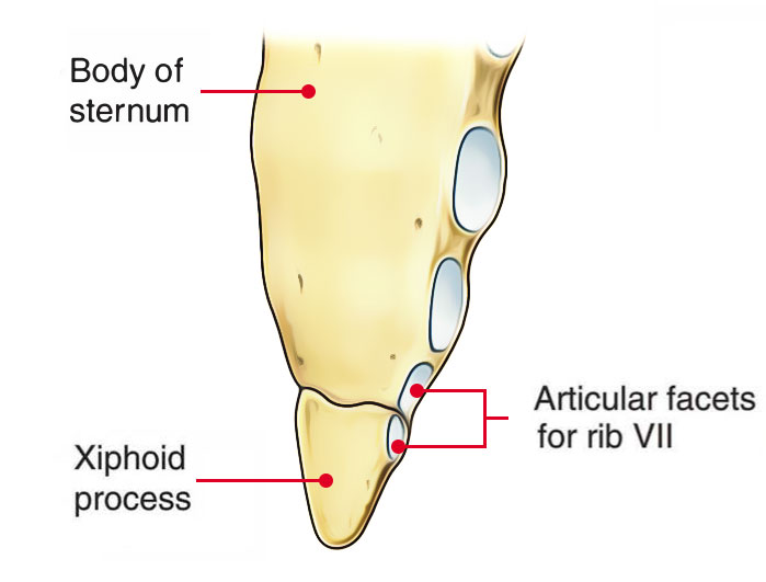 Sternum - Metasternum