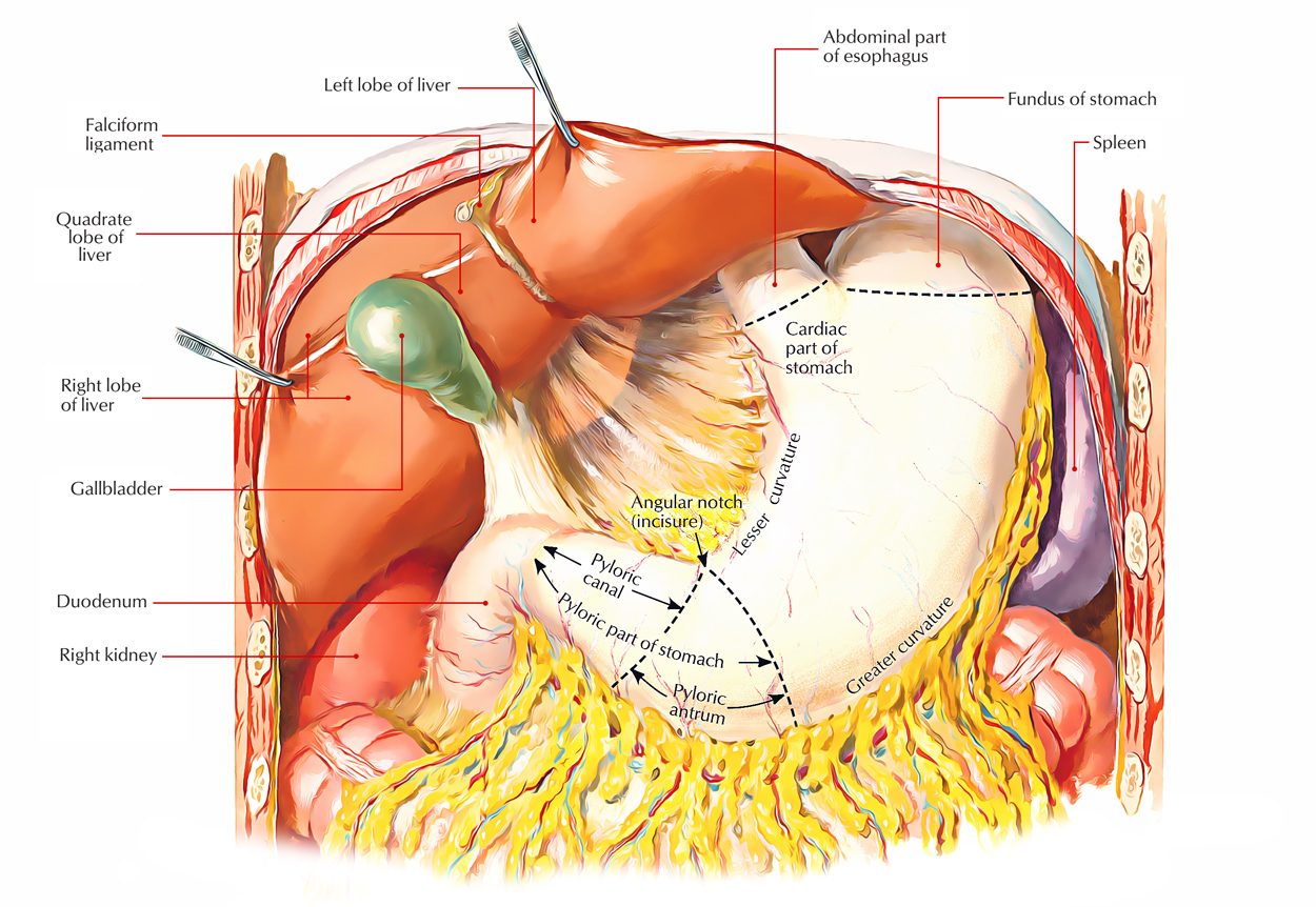 Stomach