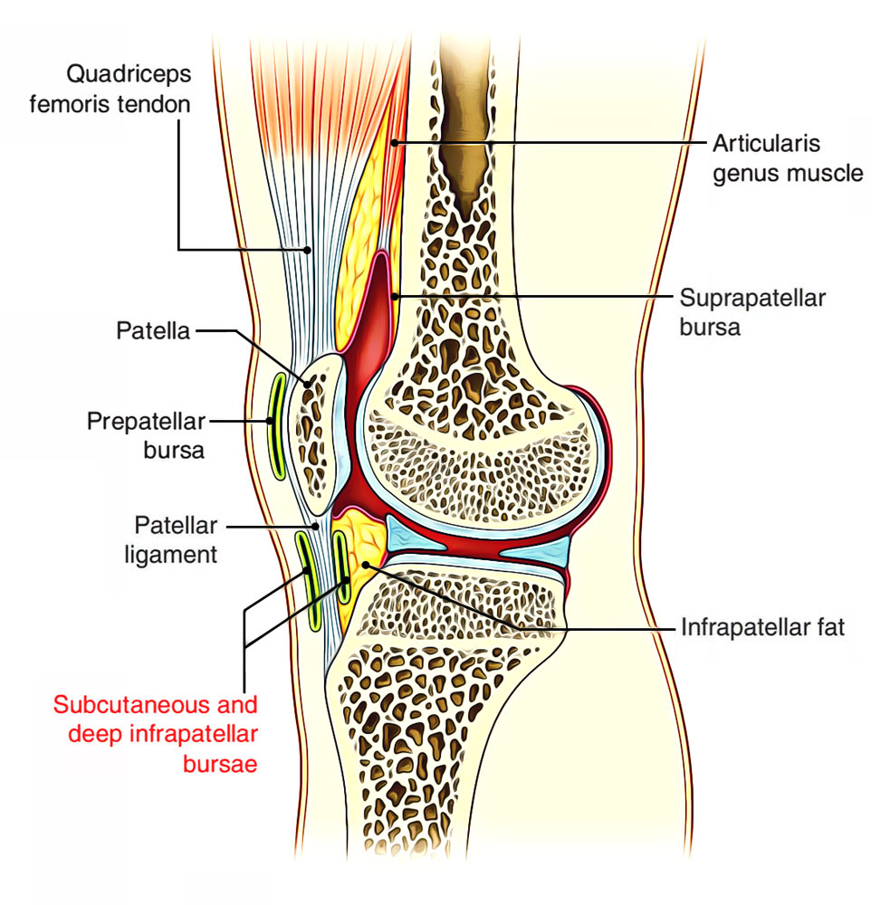 Subcutaneous Infrapatellar Bursa