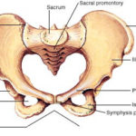 Pelvic Girdle – Coxal Bones Anatomy – Earth's Lab