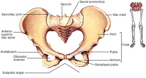Pelvic Girdle – Coxal Bones Anatomy – Earth's Lab