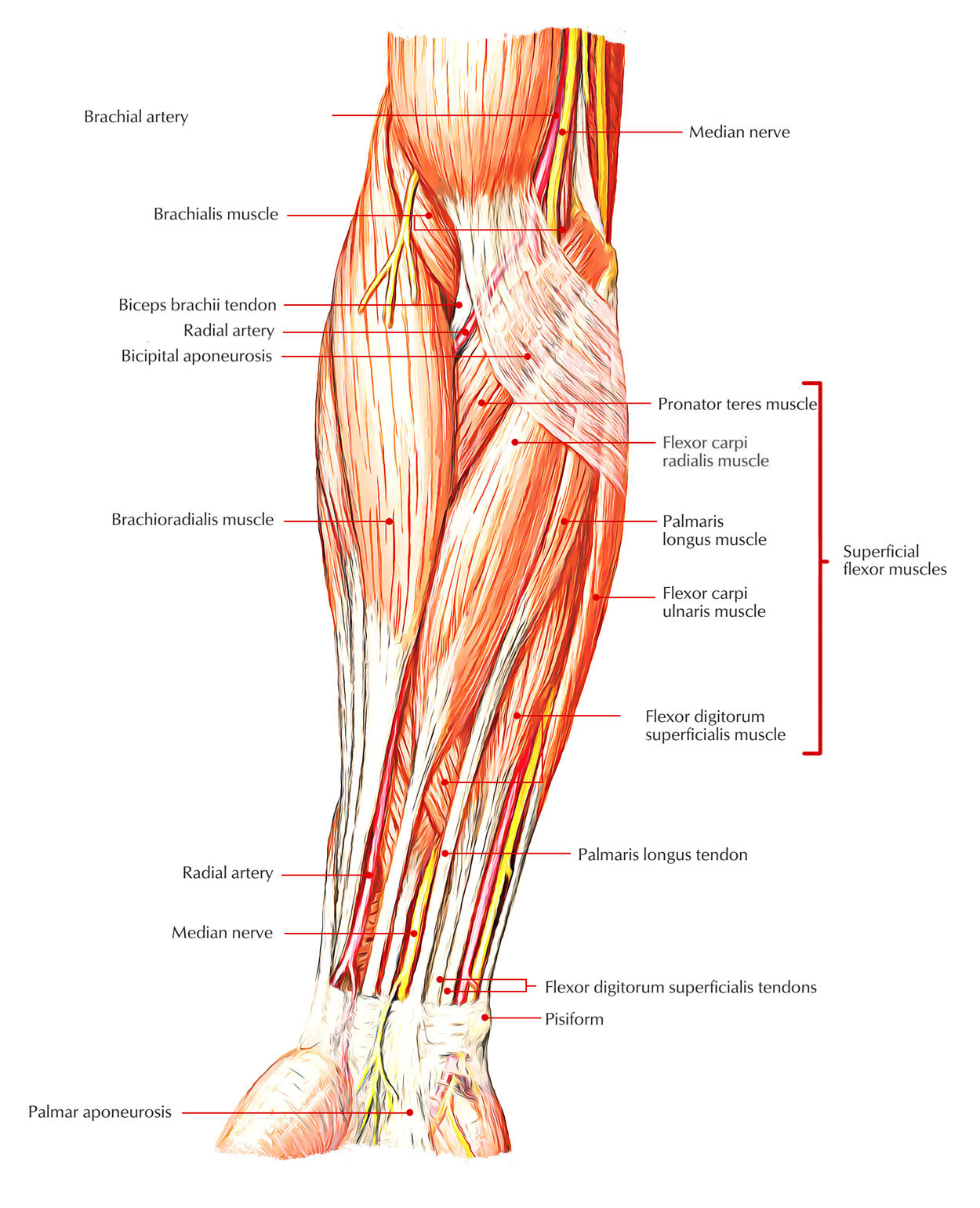 Superficial Anterior Muscles of Forearm