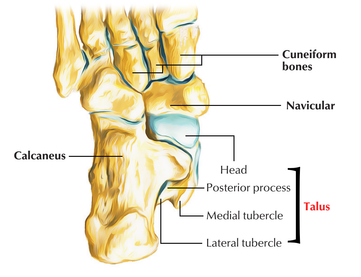 Divisions of Talus 