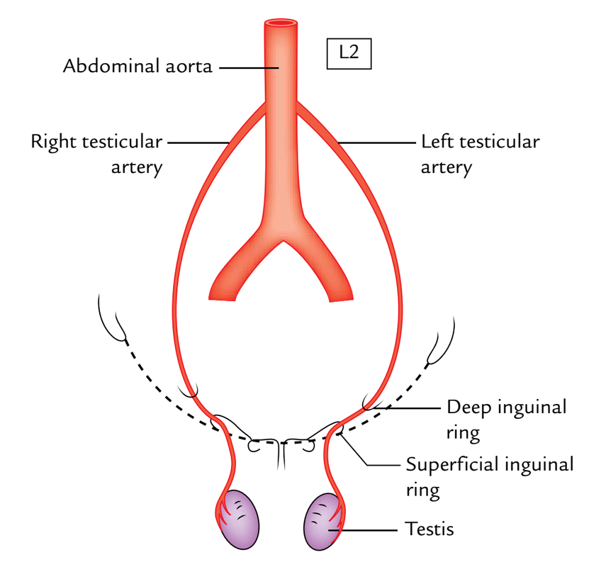 Testis and Epididymis: Arterial Supply