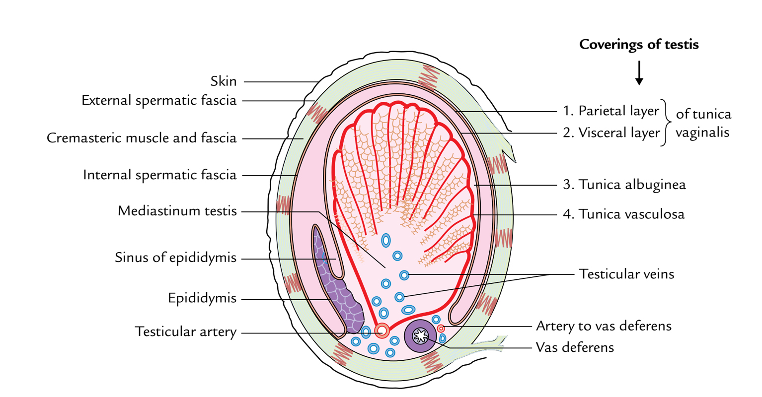 Testis and Epididymis: Coverings