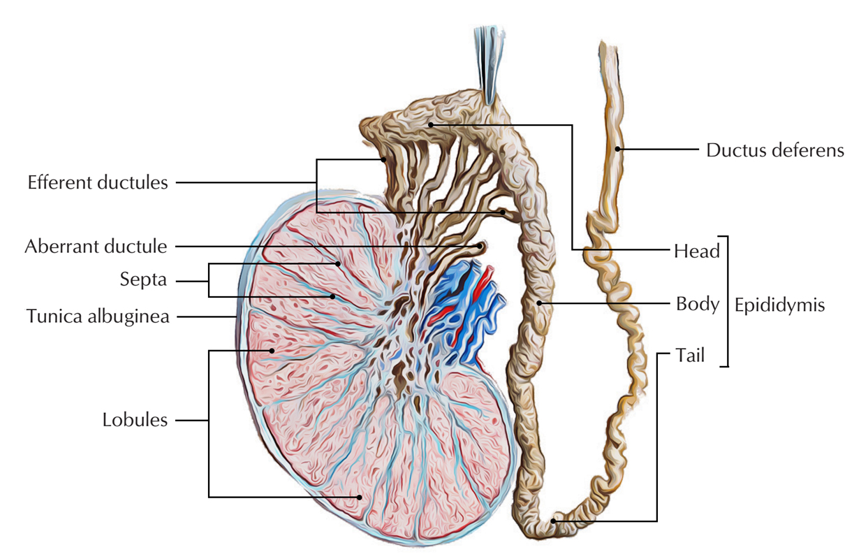 Testis and Epididymis