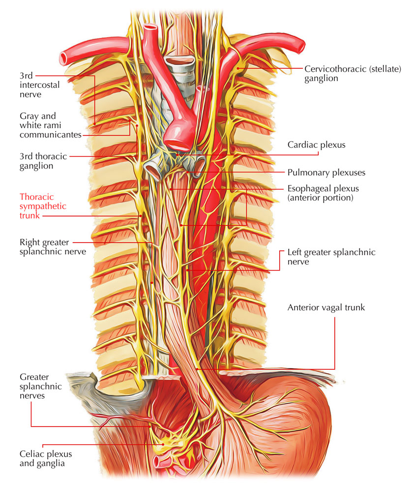 Thoracic Sympathetic Trunk