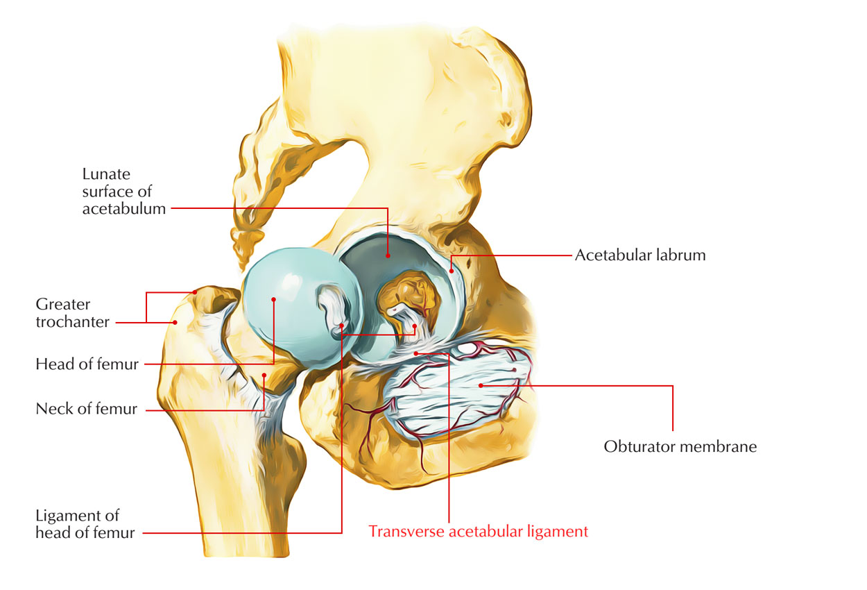 assignment on hip joint