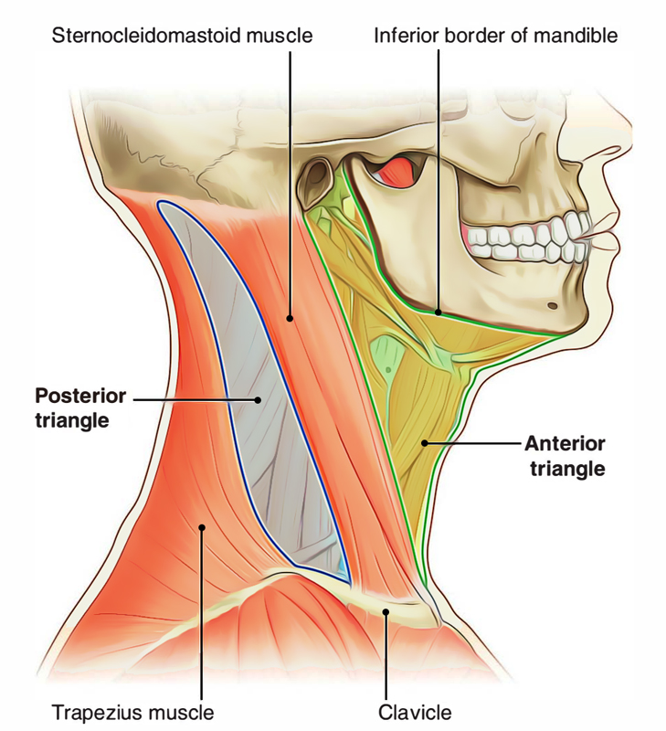 Neck: Triangles of the Neck