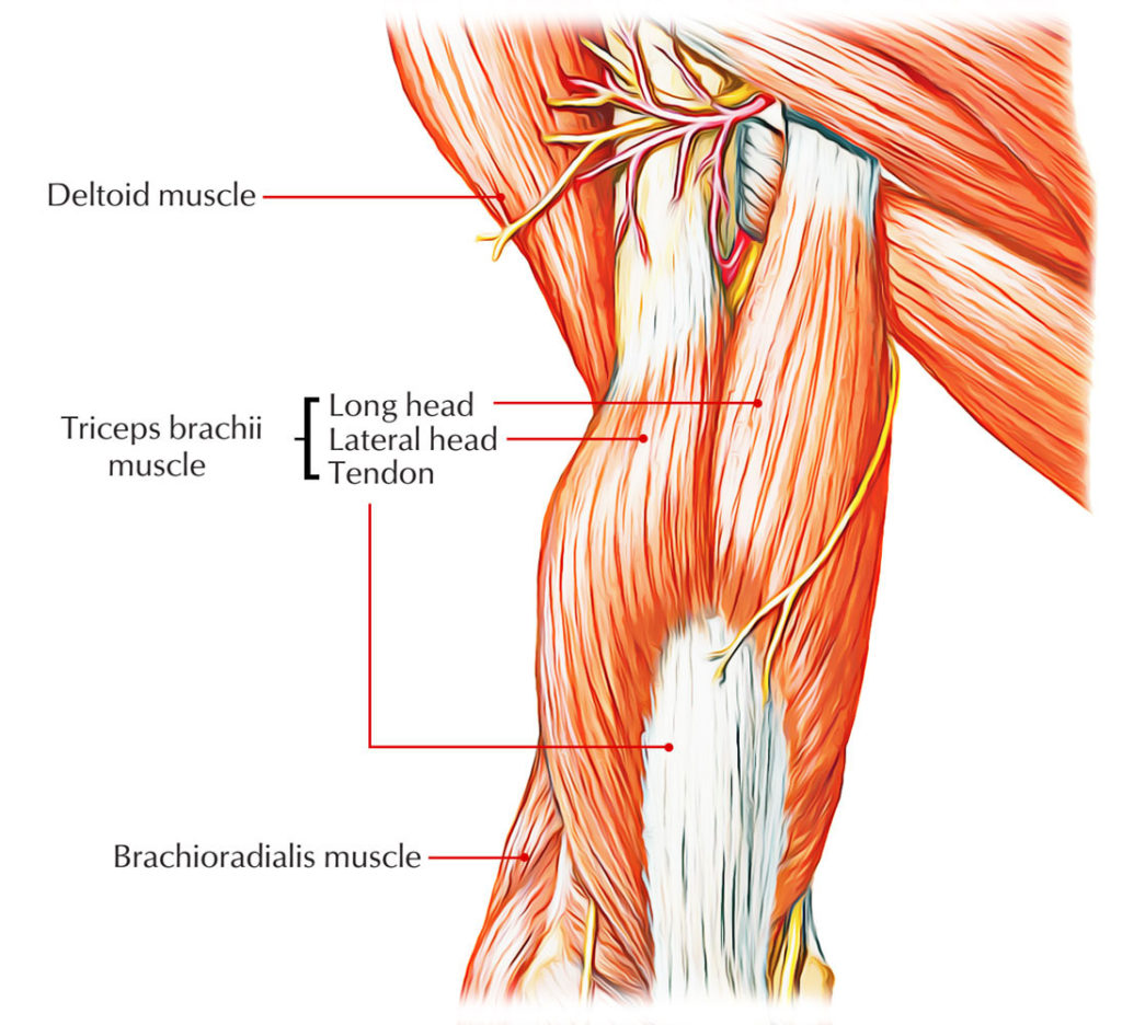 Easy Notes On 【Triceps Brachii】Learn in Just 4 Minutes! – Earth's Lab