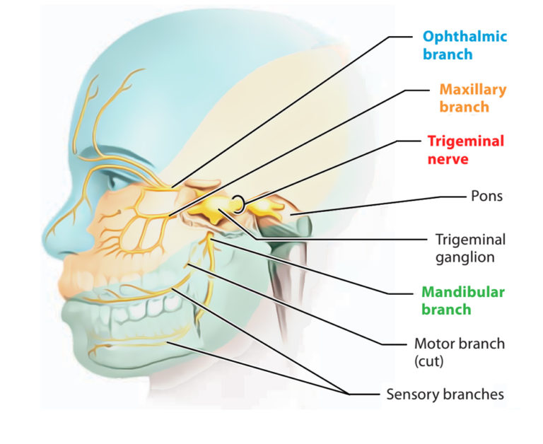 Trigeminal Nerve Chart