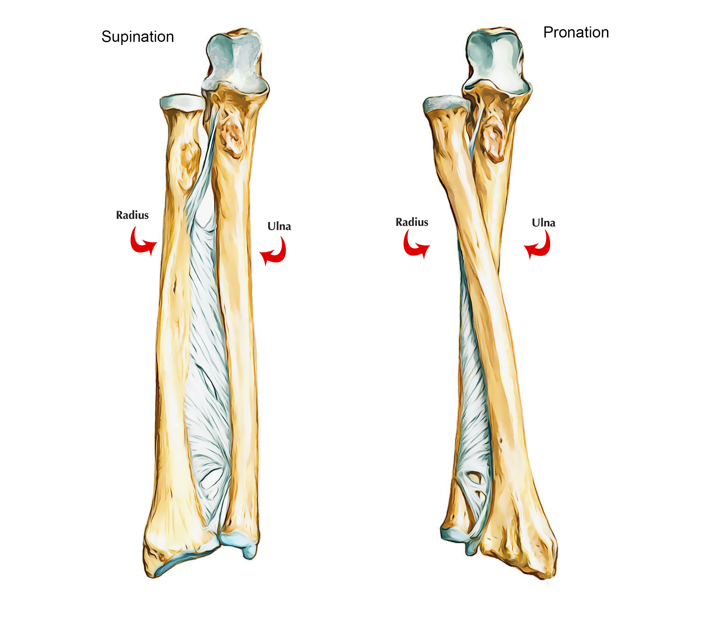 Bones of Upper Limb: Ulna